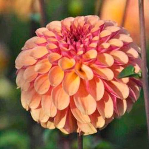 Bonanza - Blomsterverden